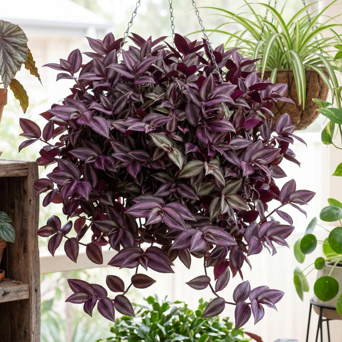 Bordeaux Inch Plant
