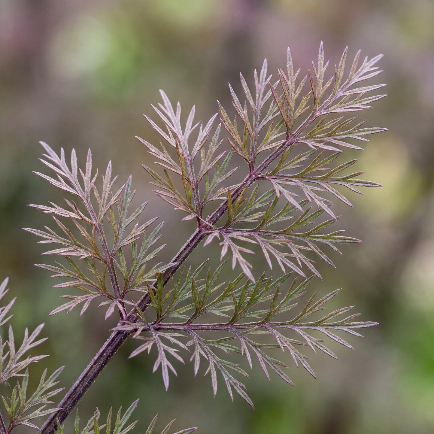 Bronze Fennel