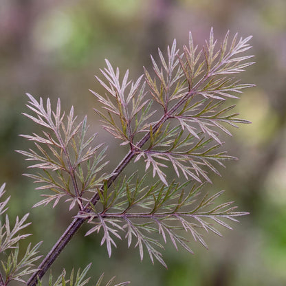 Bronze Fennel