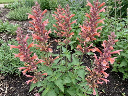 Kudos Coral Hyssop