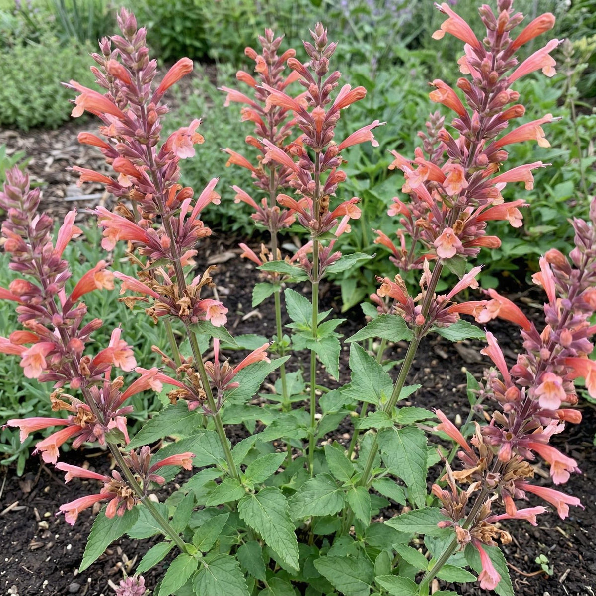 Kudos Coral Hyssop