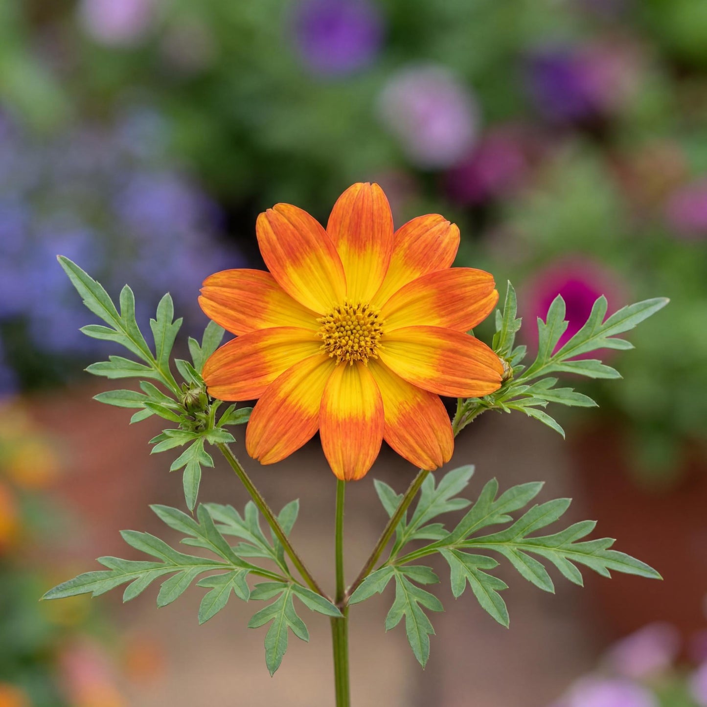 Blazing Ring Of Fire Bidens