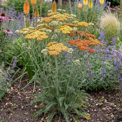 Terracotta Yarrow