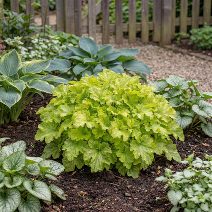 Lime Ruffles Heuchera