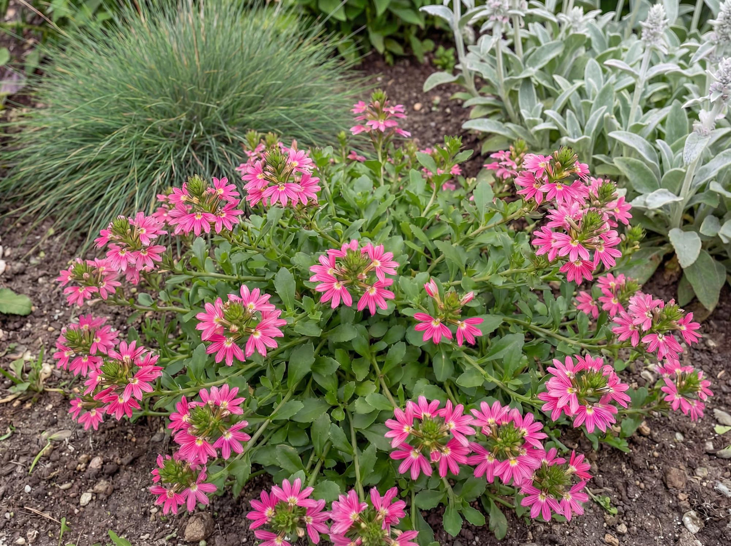 Fairy Pink Fan Flower