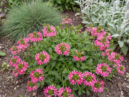 Fairy Pink Fan Flower