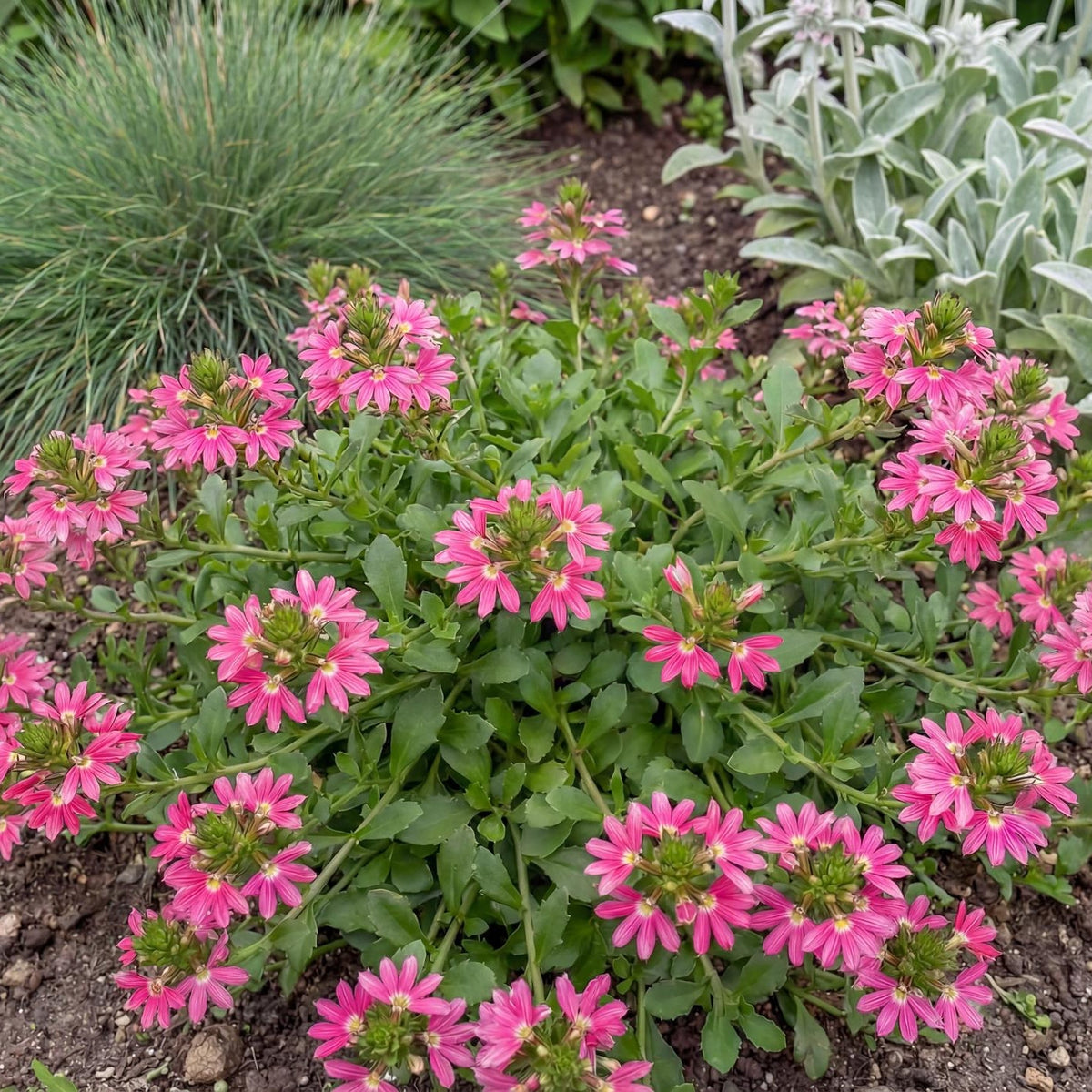 Fairy Pink Fan Flower