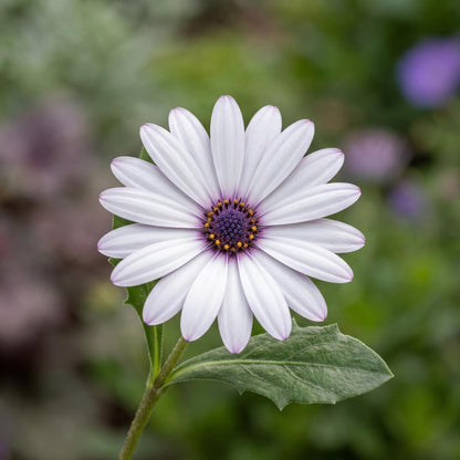 White African Daisy Summersmile