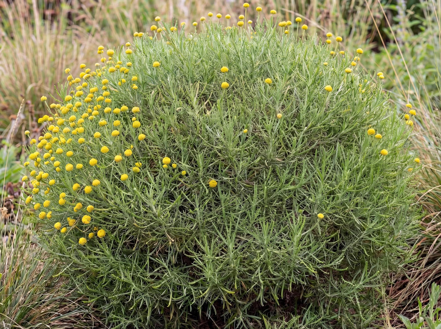 Lavender Cotton (SANTOLINA rosmarinifolia)