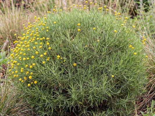 Lavender Cotton (SANTOLINA rosmarinifolia)