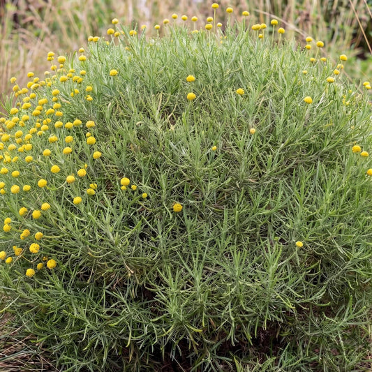 Lavender Cotton, Santolina rosmarinifolia, in a 4-inch pot, finely cut gray-green aromatic evergreen foliage
