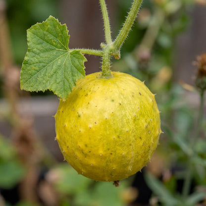 Lemon Cucumbers