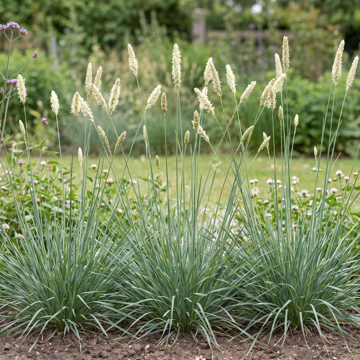 Brushstrokes Moor Grass in a 4-inch pot, a dense evergreen clump of blue-green, silver-backed narrow leaves