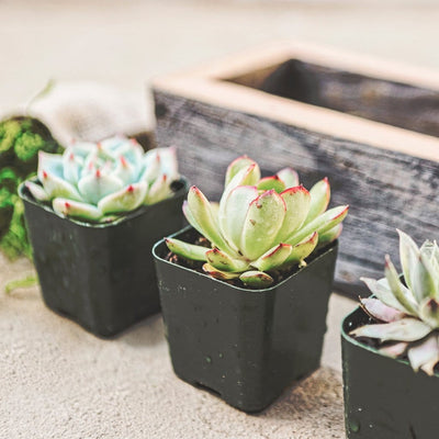 Reclaimed Wood Succulent Planter box kit - close up