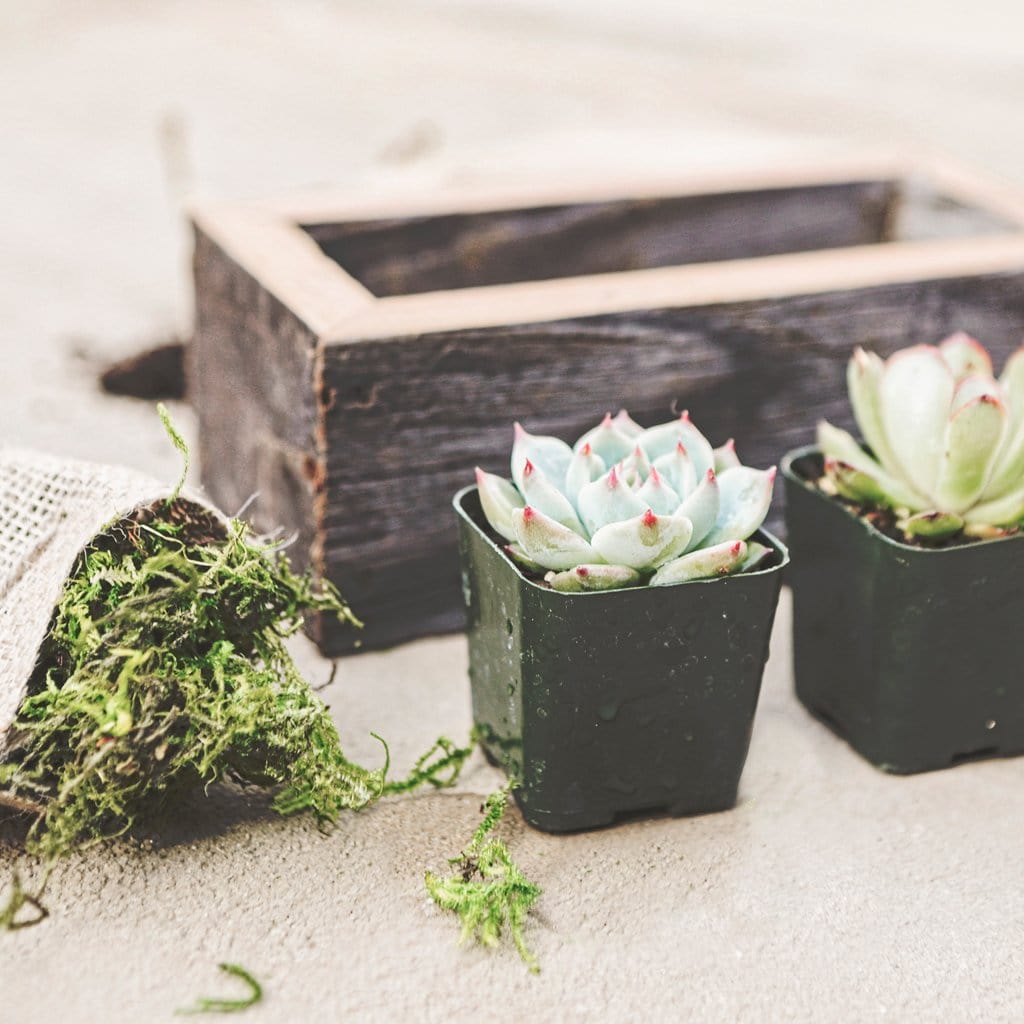 Small Succulent Wood Planter Box - close up 02