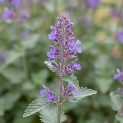 Walker's Low Catmint
