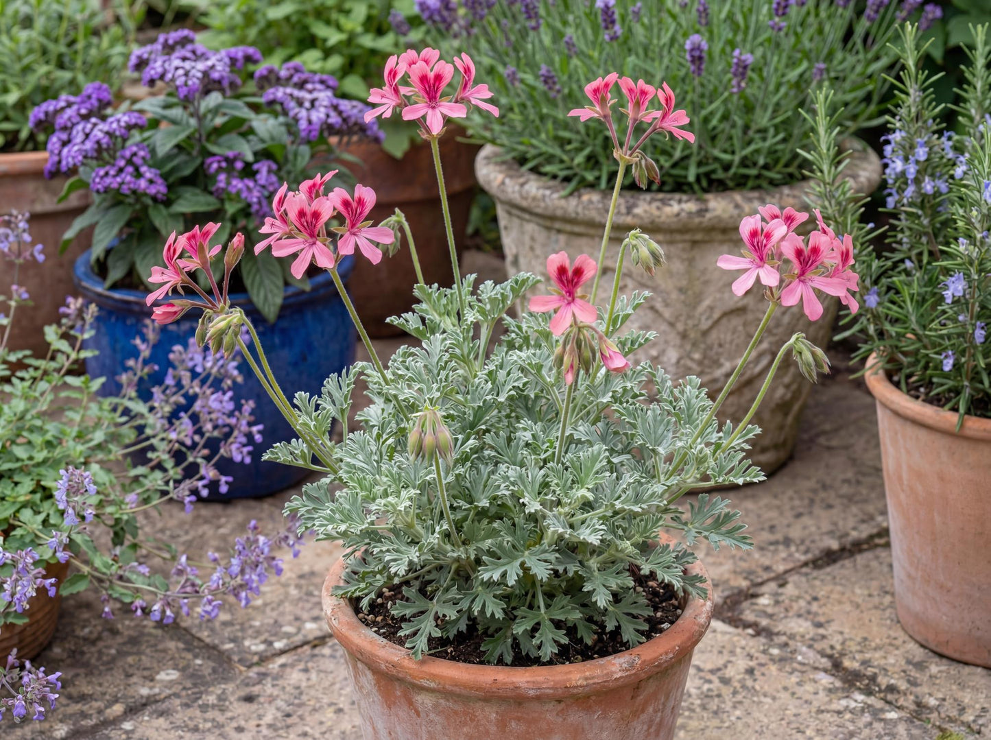 Bunny Brunch Scented Geranium