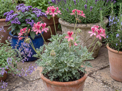 Bunny Brunch Scented Geranium