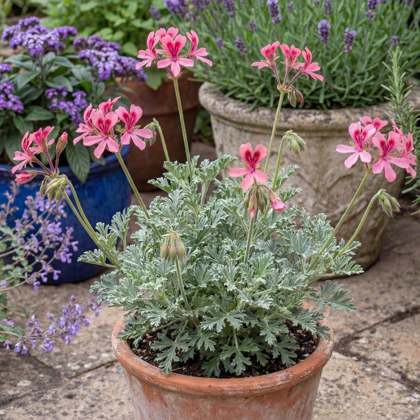 Bunny Brunch Scented Geranium holds its bloom clusters on green stems flushed with deep purple.