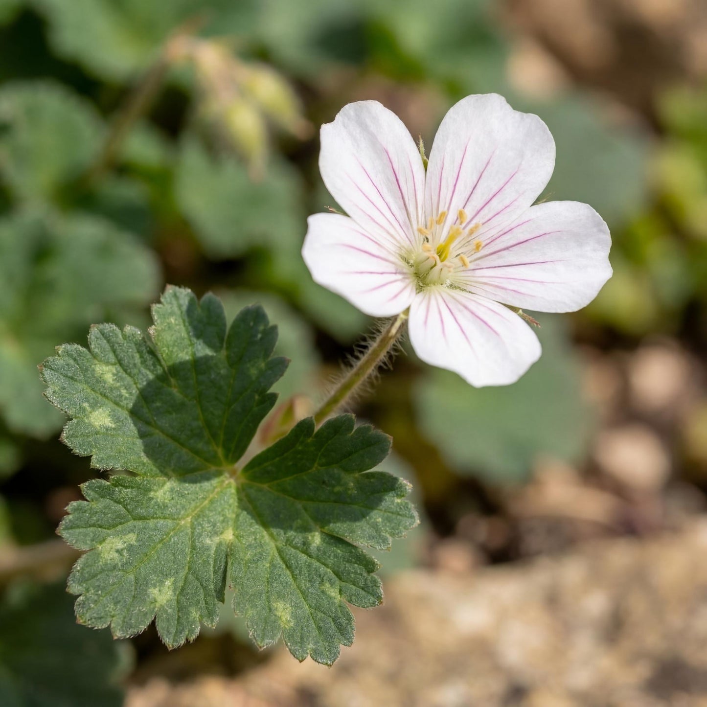 Album Erodium