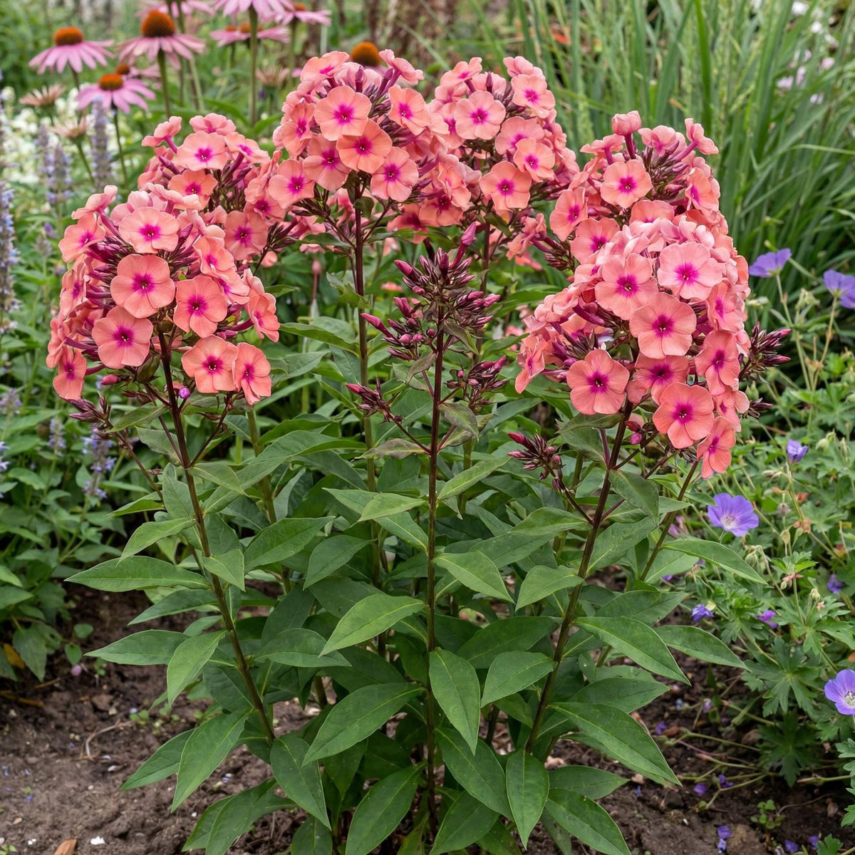 Dream Orange Rose Summer Phlox in a 4-inch pot, with fragrant coral-rose flowers carrying a warm pink eye.