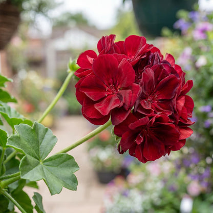 Great Balls of Fire Merlot Ivy Geranium