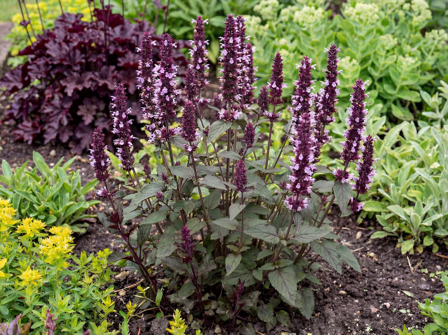 Hyssop