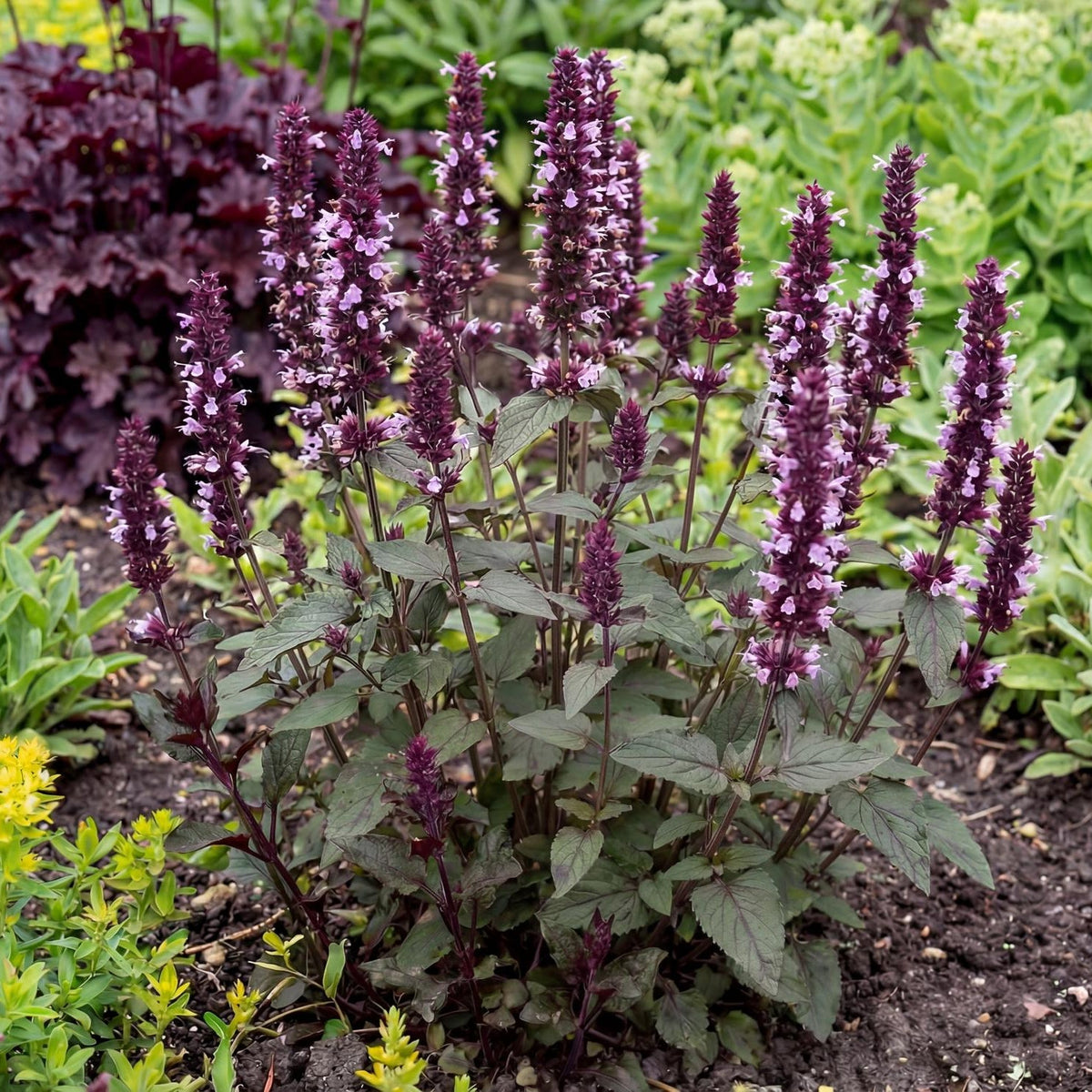 Hyssop