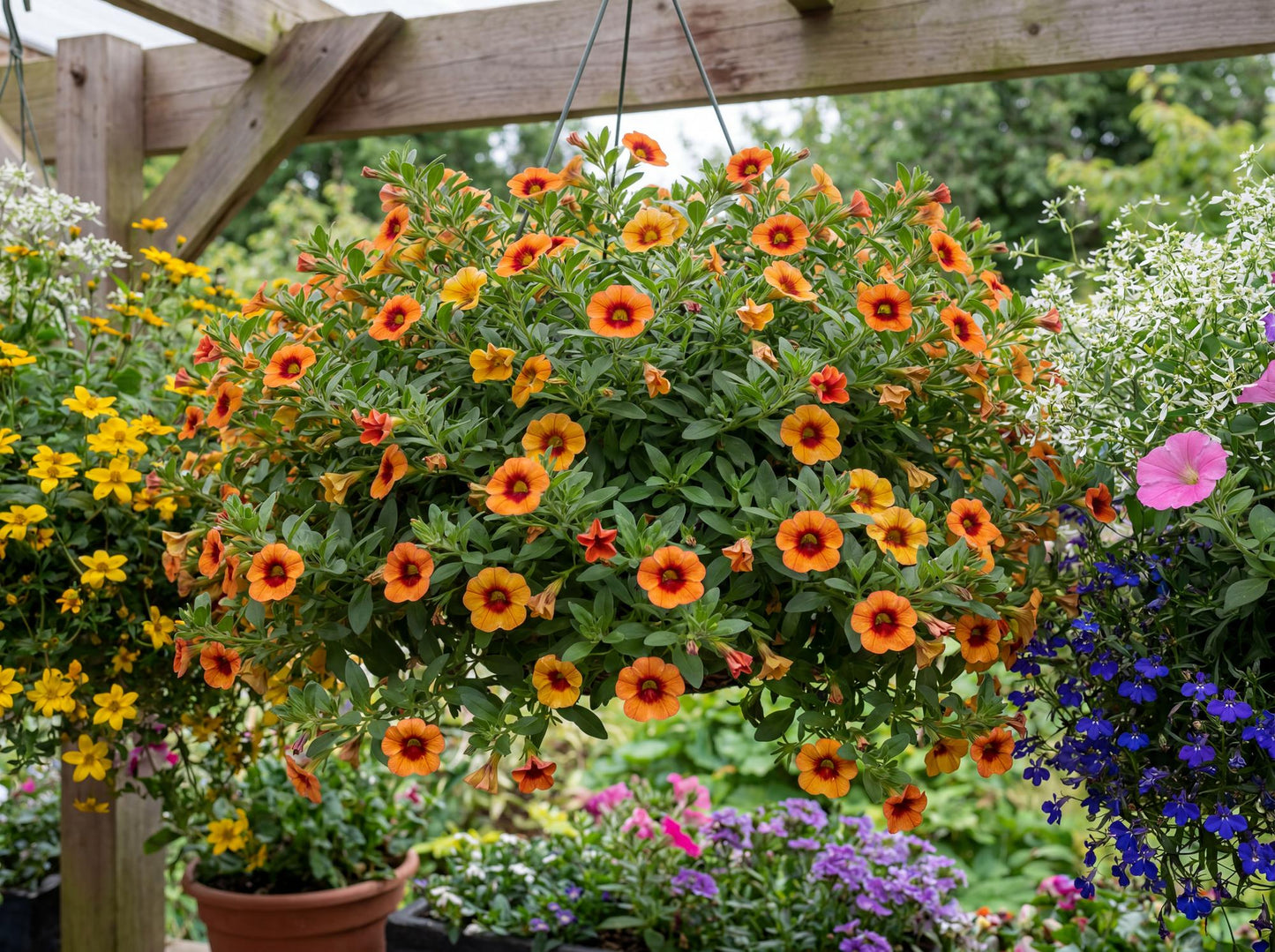 Pocket Apricot Eye Calibrachoa