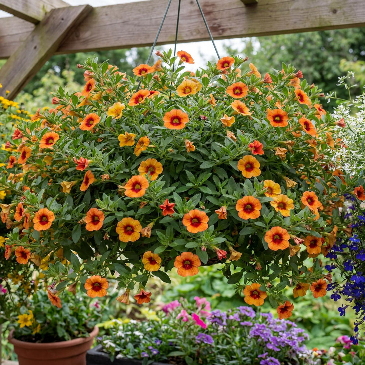 Pocket Apricot Eye Calibrachoa