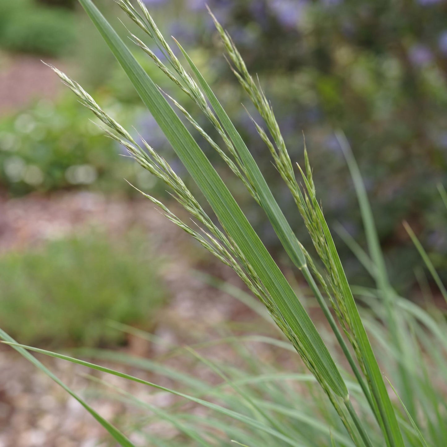 Tumulicola Carex