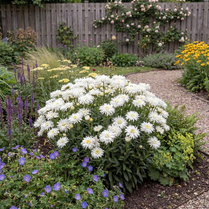 Crazy Daisy Shasta Daisy