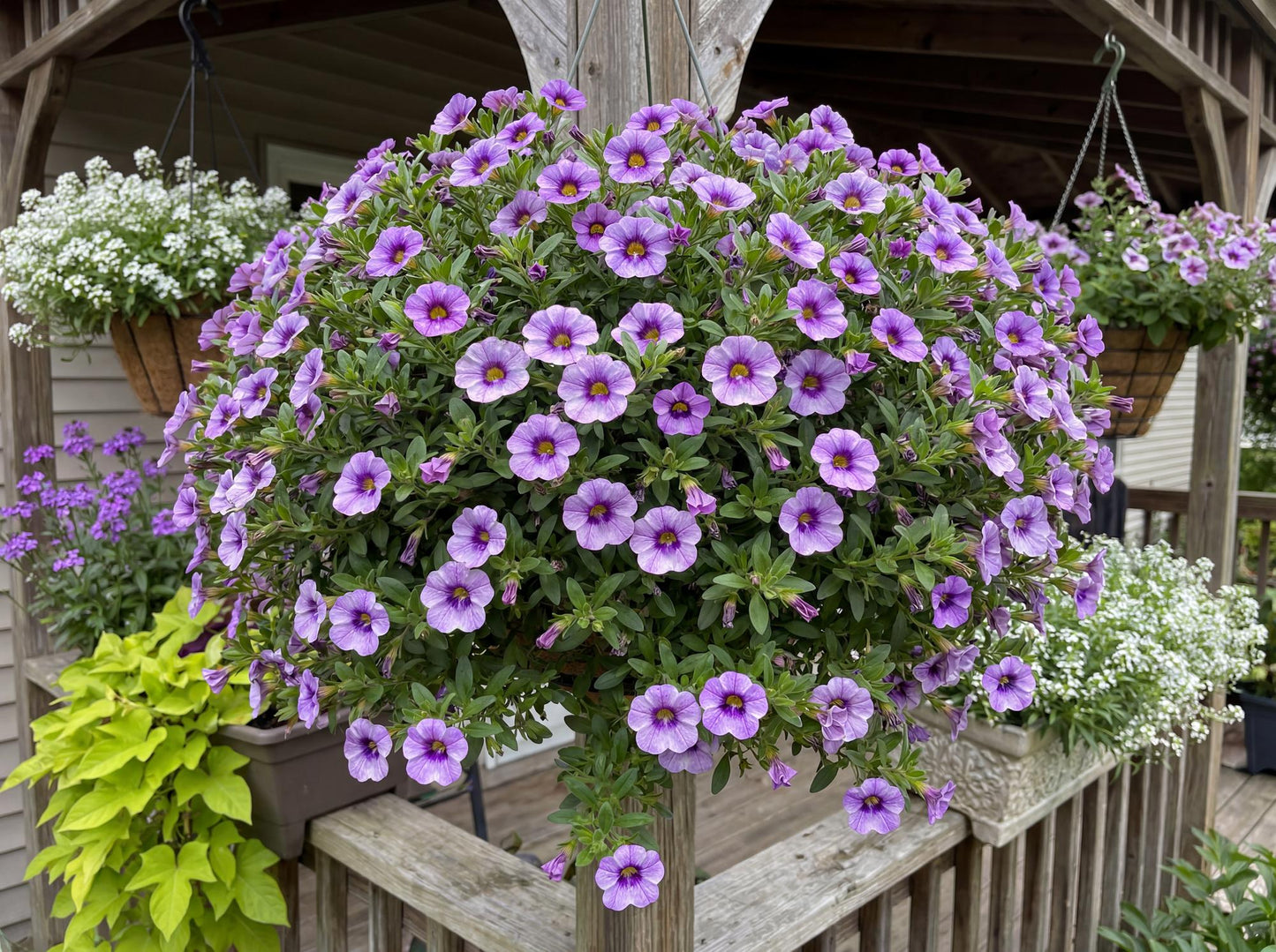 Colibri Dark Lavender Calibrachoa