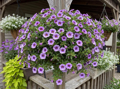 Colibri Dark Lavender Calibrachoa
