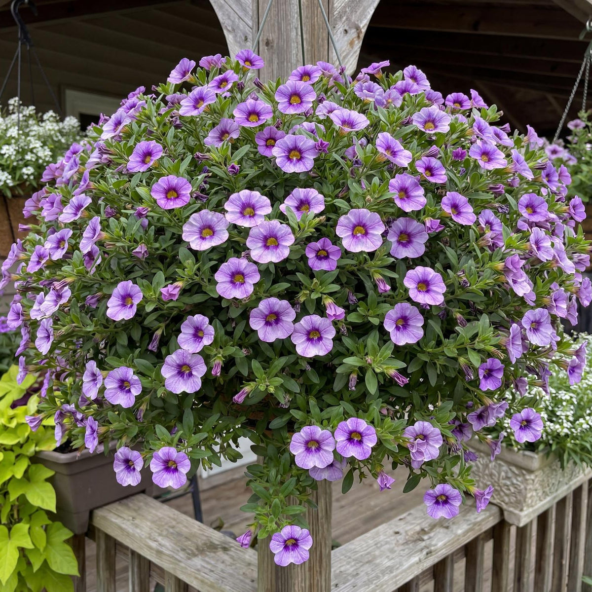 Colibri Dark Lavender Calibrachoa