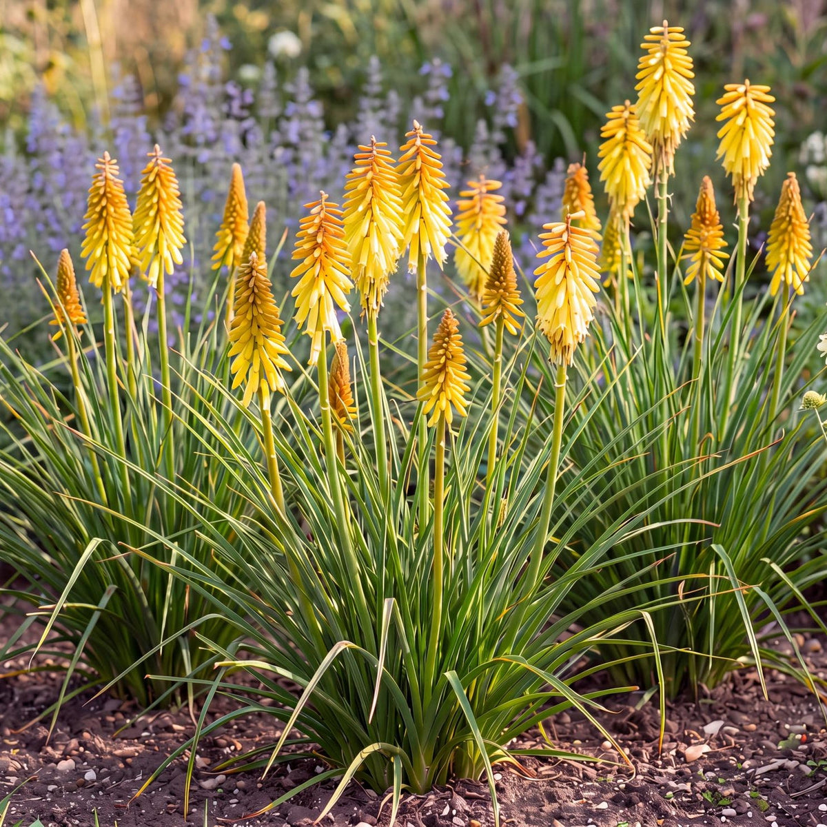 Glowstick Red Hot Poker, Kniphofia uvaria, in a 4-inch pot, a green clumping tuft that sends up bright yellow spikes