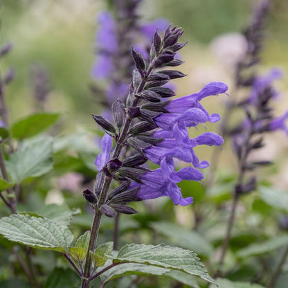 Black and Blue Anise Sage