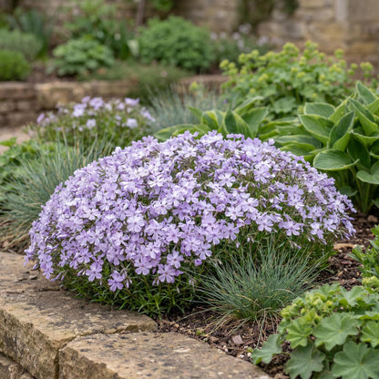 Emerald Cushion Blue Creeping Phlox