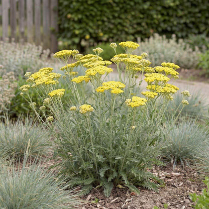 Little Moonshine Yarrow
