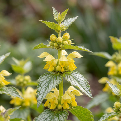 Hermann's Pride Yellow Archangel