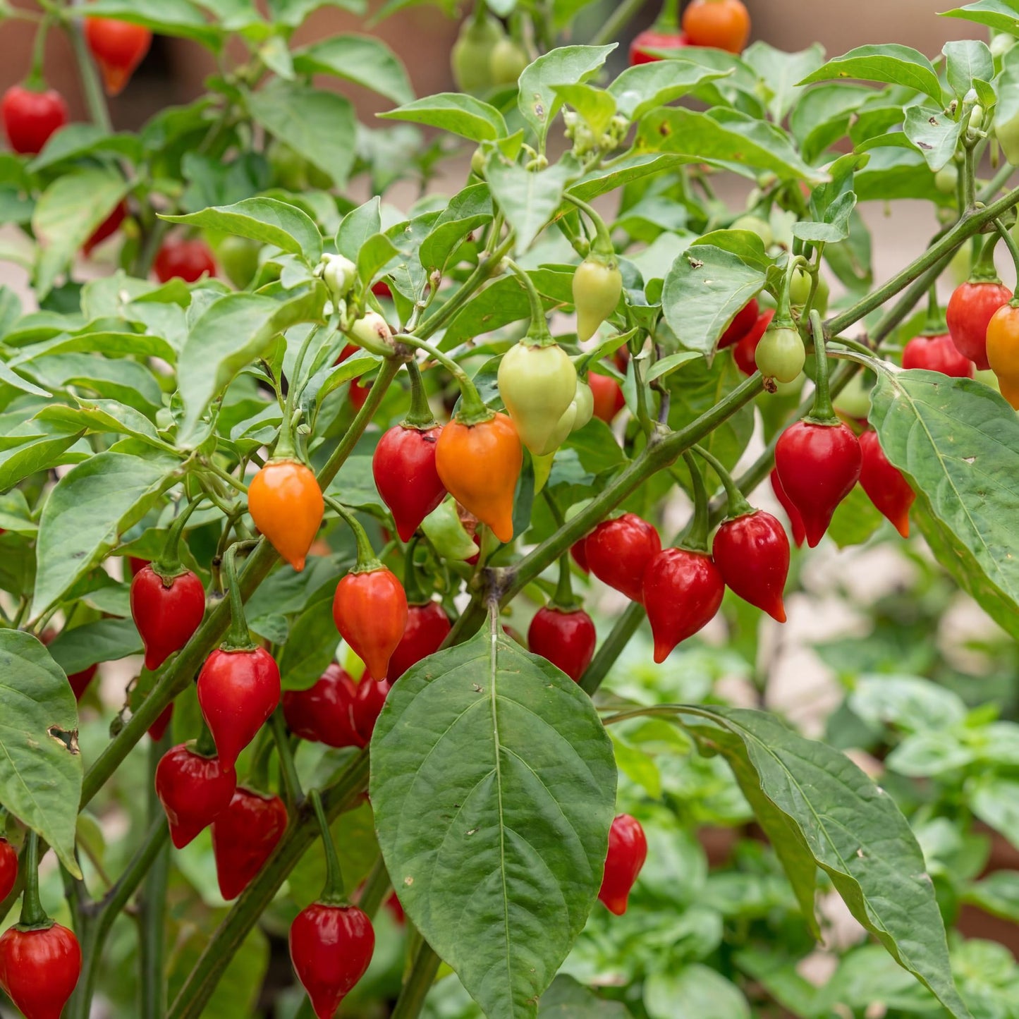 Biquihno Red Pepper