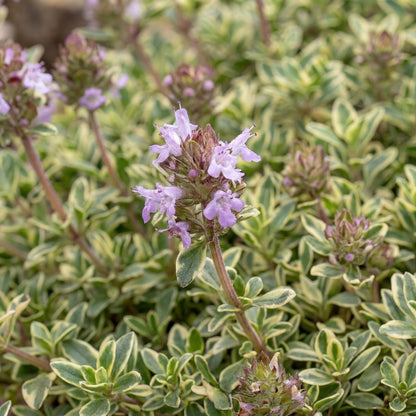 Highland Cream Creeping Thyme