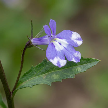 Compact Blue Bay Magadi Lobelia