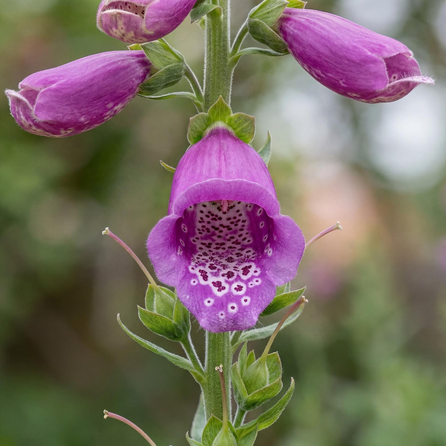 Dalmatian Purple Foxglove