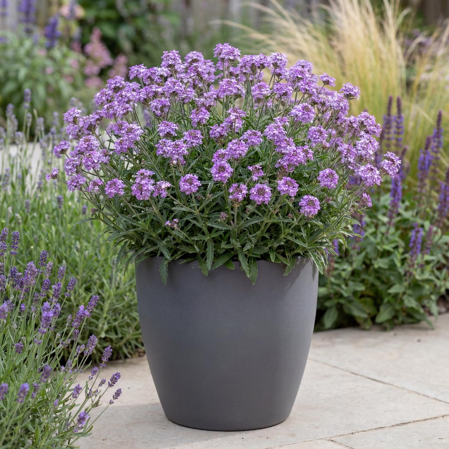 De La Mina Lilac Verbena