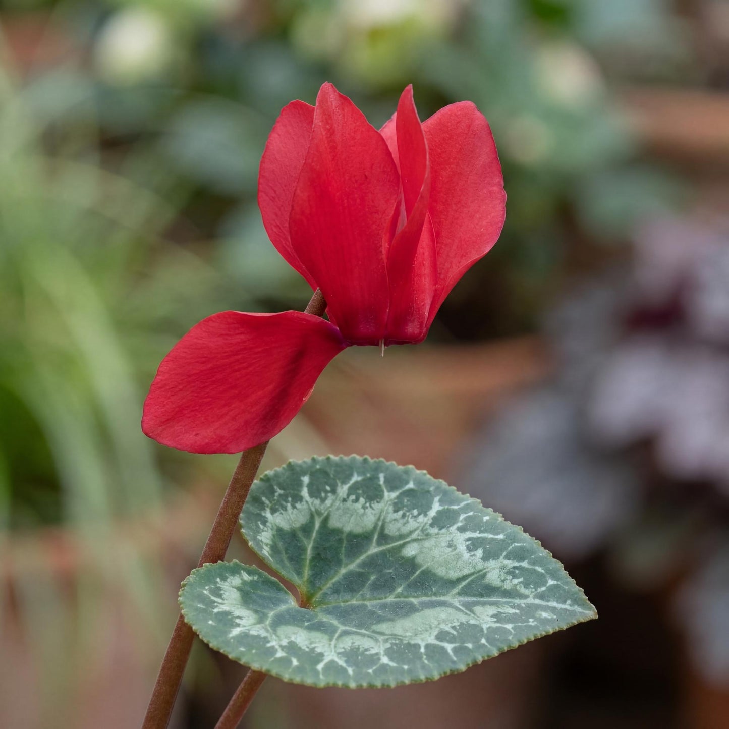 Scarlet Winfall Cyclamen