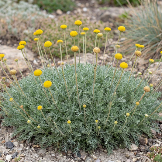 Cotula hispida in a 4-inch pot, bright yellow petal-free button flowers over a soft silver-green cushion
