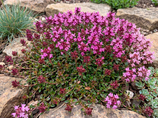 Red Creeping Thyme