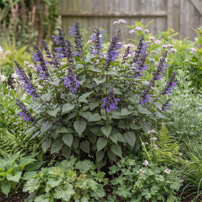 Black and Blue Anise Sage