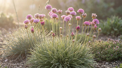 Nifty Thrifty Sea Thrift Armeria